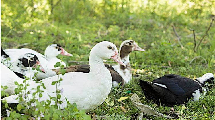 ÉTRANGE - Un vaccin allemand fabriqué au Mexique pour les canards d’ici